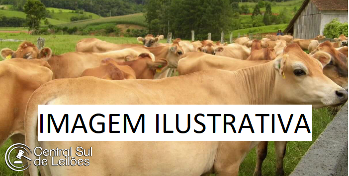 Imagem principal do lote